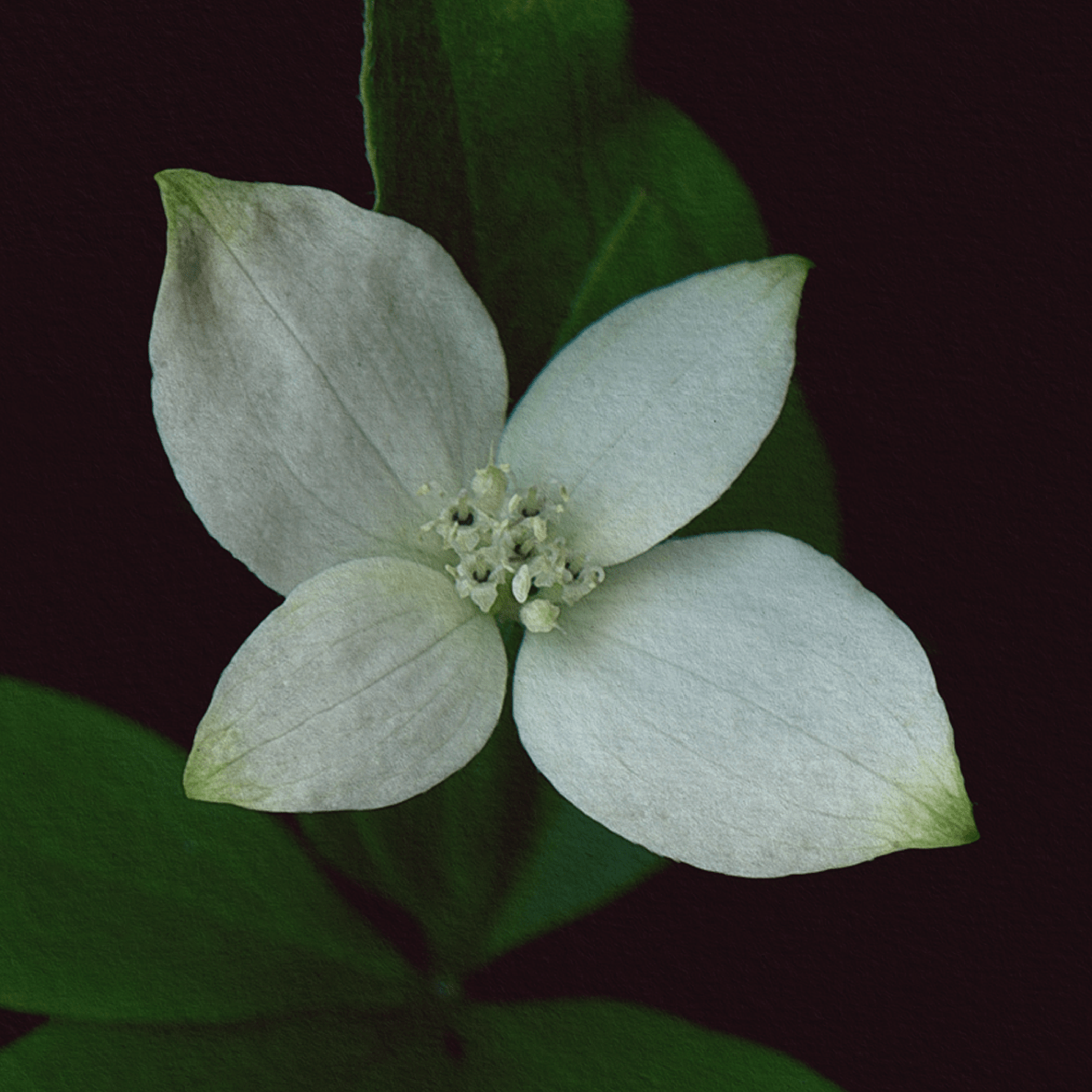 Card / Canadian Bunchberry
