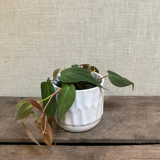 Philodendron Micans