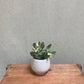 Jade plant - Crassula Ovata