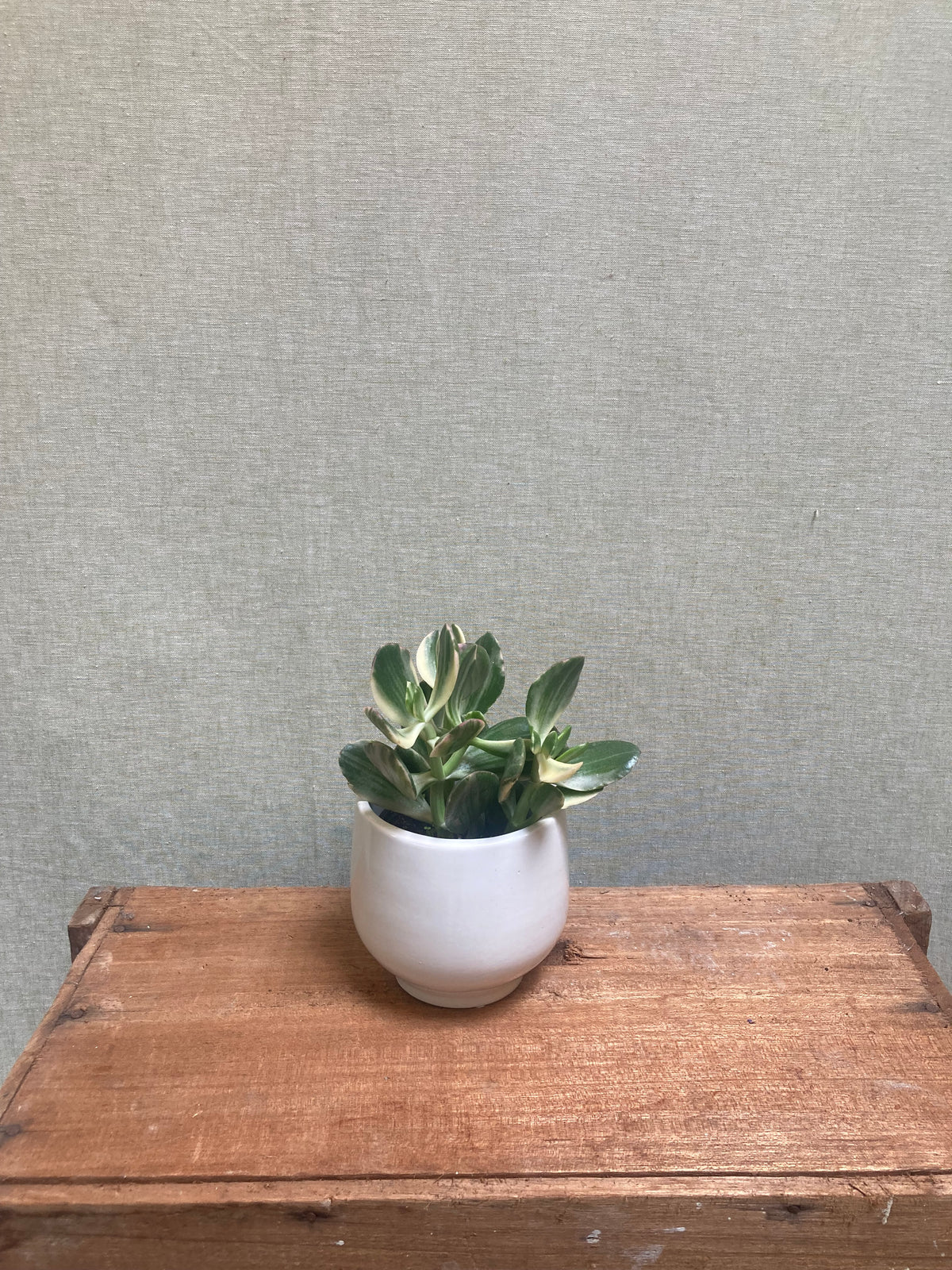 Jade plant - Crassula Ovata