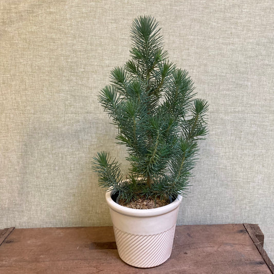 Stone Pine Tree 4” pot