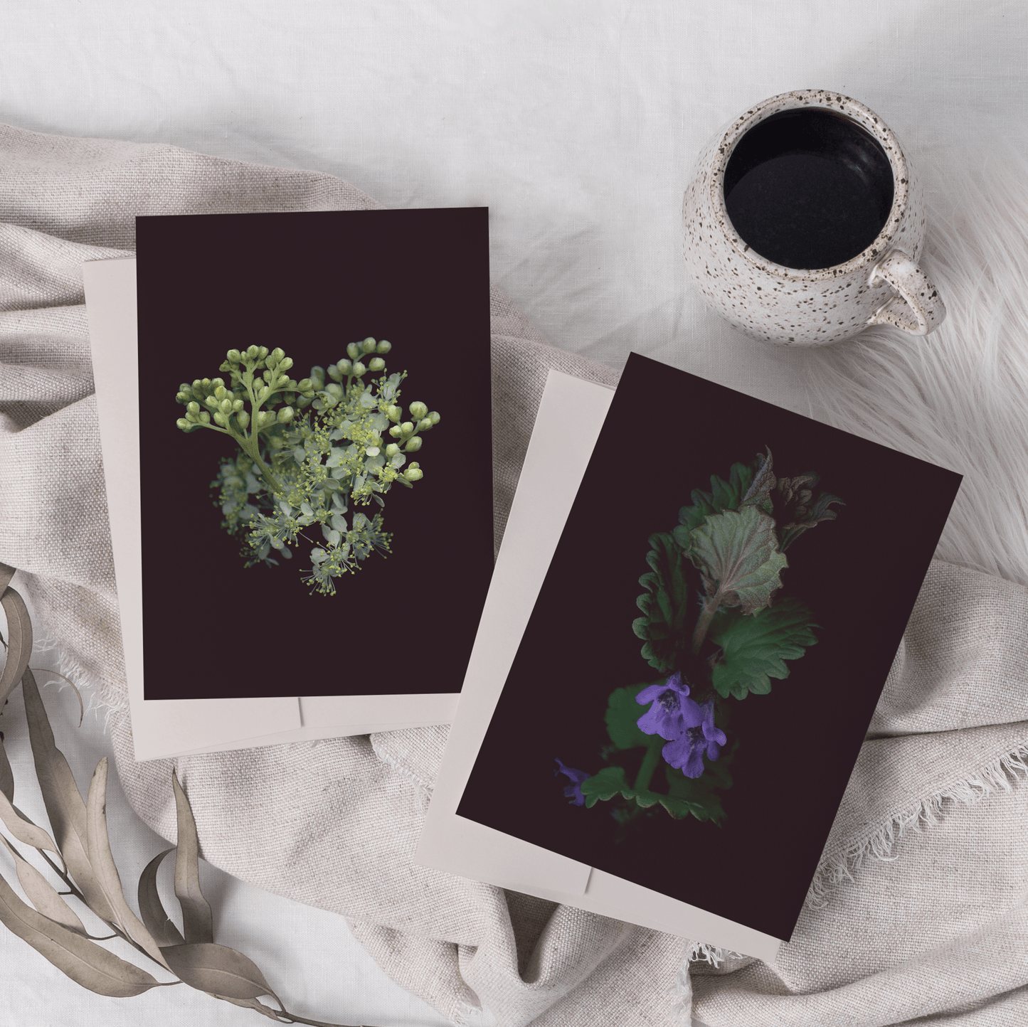 Card / Ground Ivy