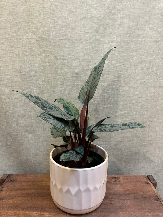 Apobollis Triton - 6"