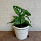 Swiss Cheese (Monstera Adansonii) - 4”