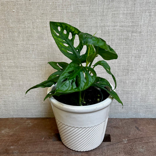 Swiss Cheese (Monstera Adansonii) - 4”