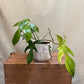 Philodendron Horseshoe- 6”
