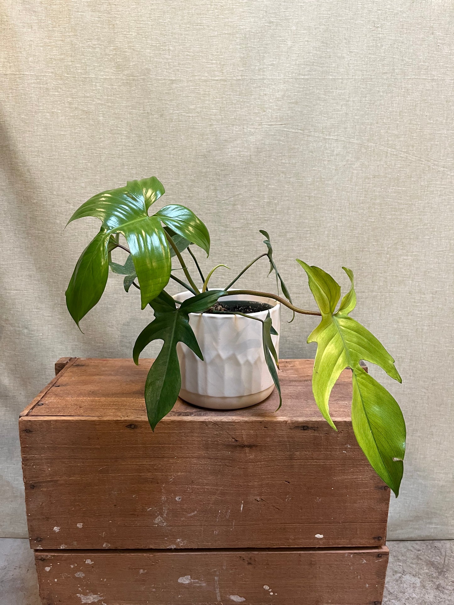 Philodendron Horseshoe- 6”