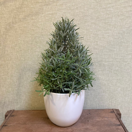 Lavender Tree