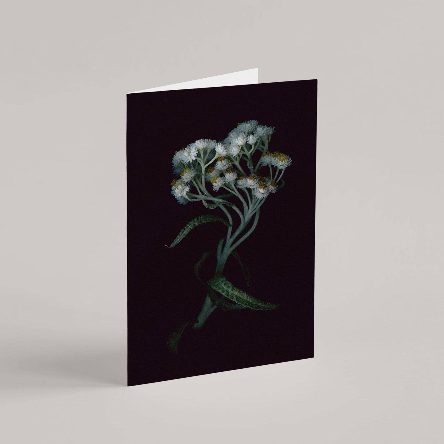 Card / Pearly Everlasting