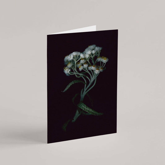 Card / Pearly Everlasting