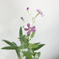 Plantable Greeting Card - Pink Flower