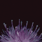 Card / Black Knapweed