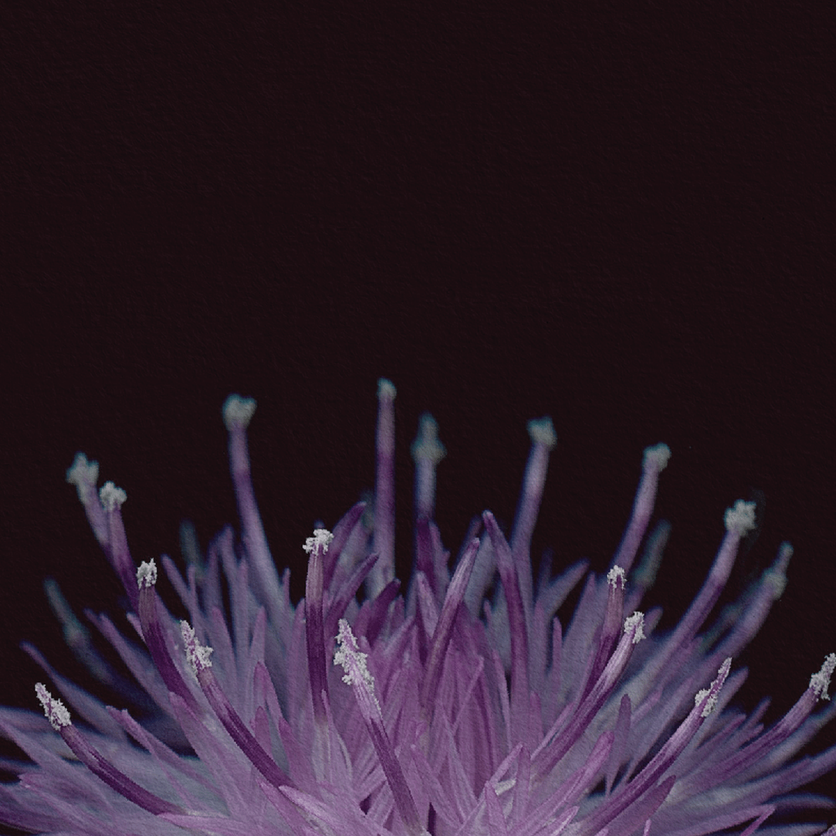 Card / Black Knapweed