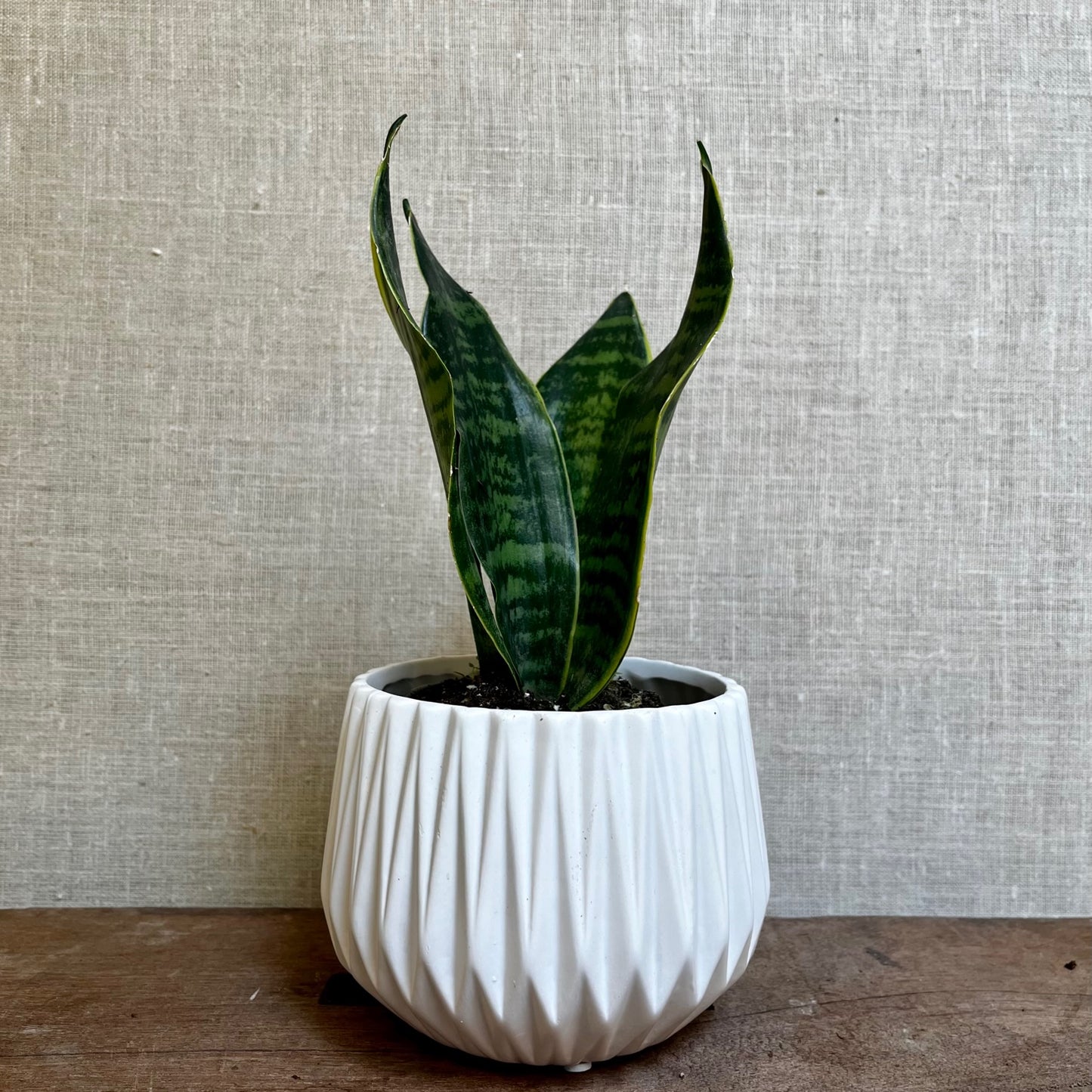 Snake plant (Sanseveria)- 3.5"