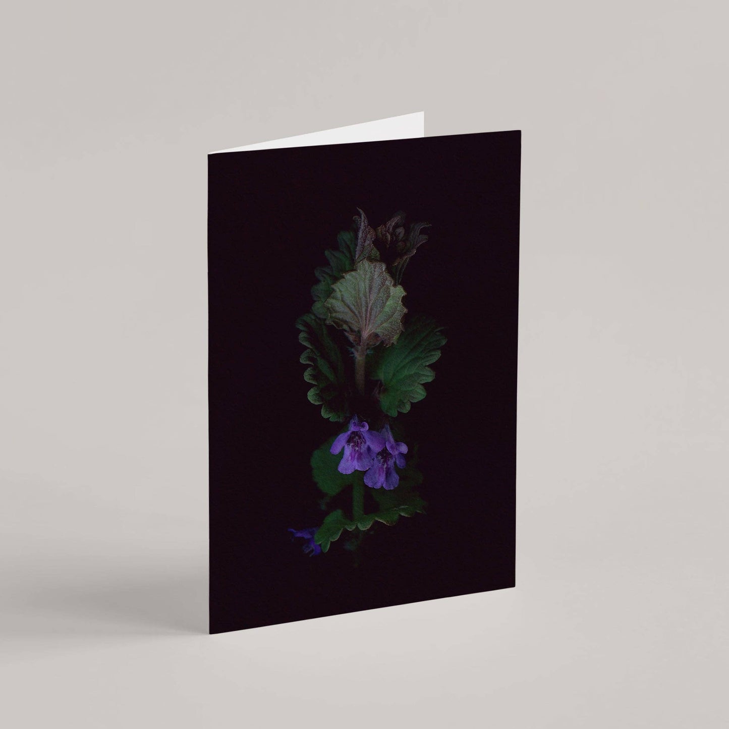 Card / Ground Ivy