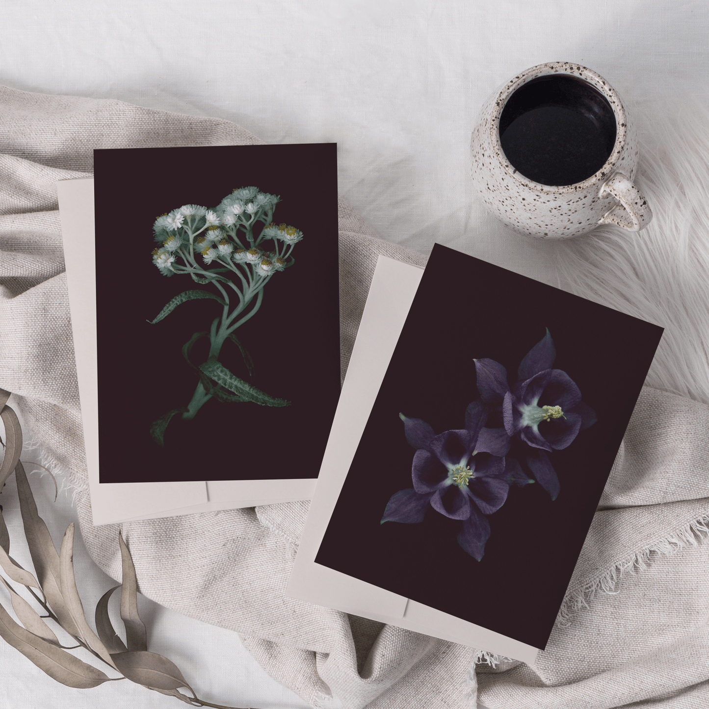 Card / Pearly Everlasting