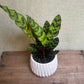 Calathea - Rattlesnake 3.5”