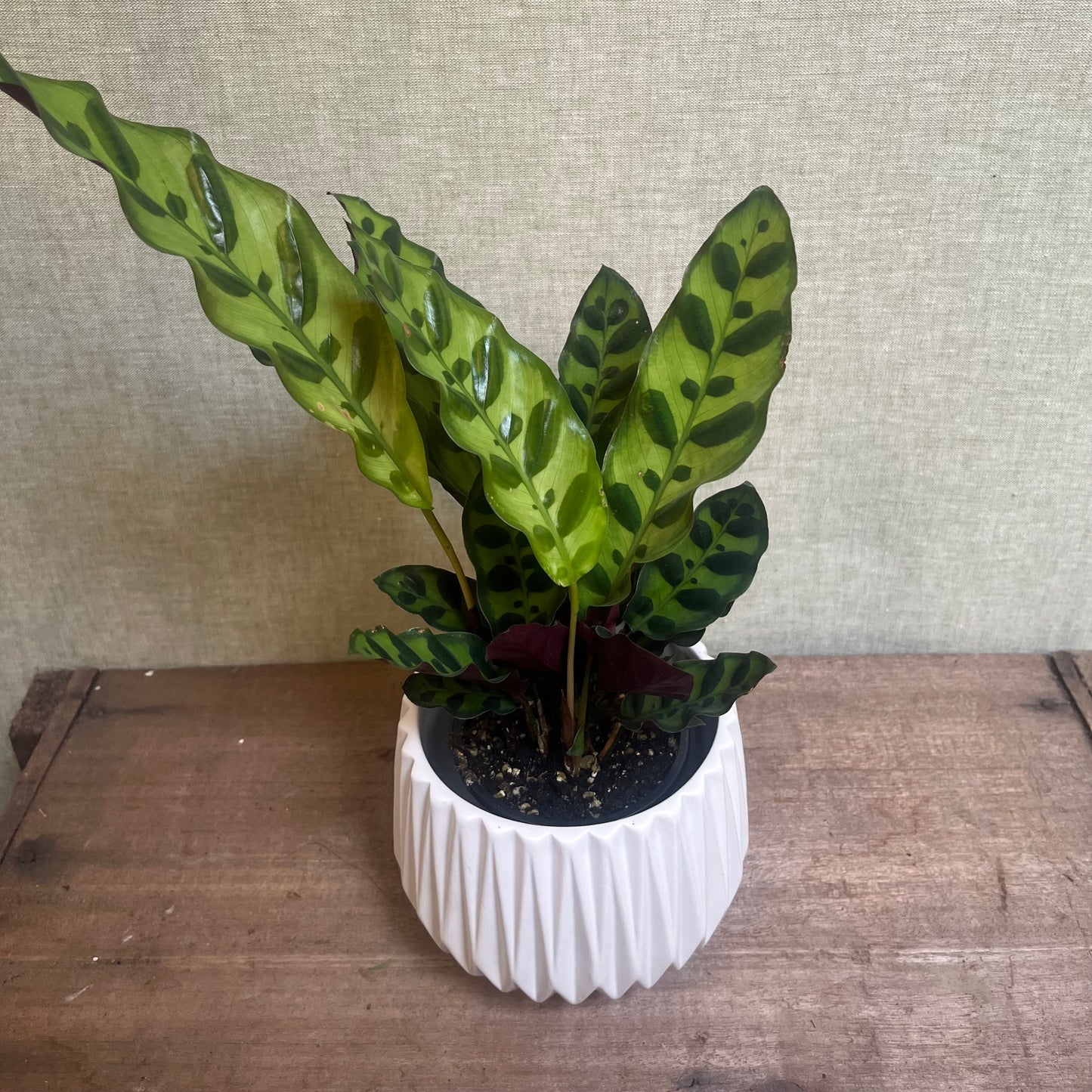 Calathea - Rattlesnake 3.5”
