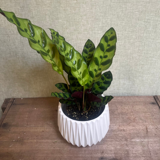 Calathea - Rattlesnake 3.5”