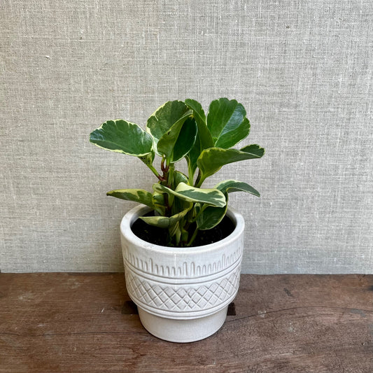 Pepperomia Obtusa – 3.5" Pot