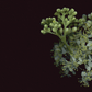 Card / Meadowsweet