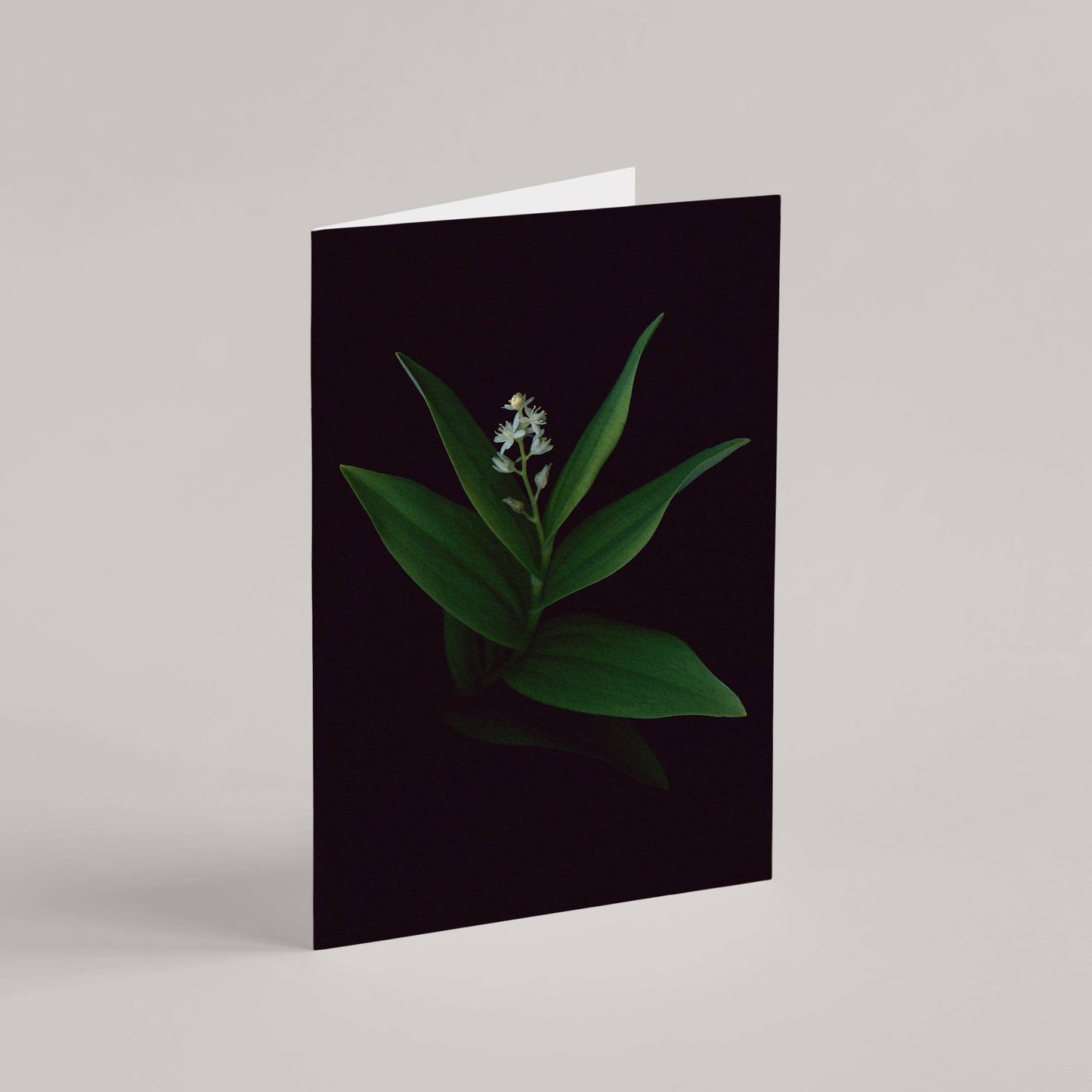 Card / Starflower