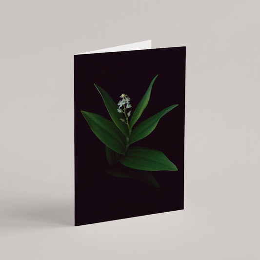 Card / Starflower