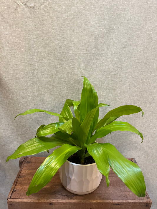 Dracaena - Limelight