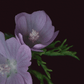 Card / Musk Mallow