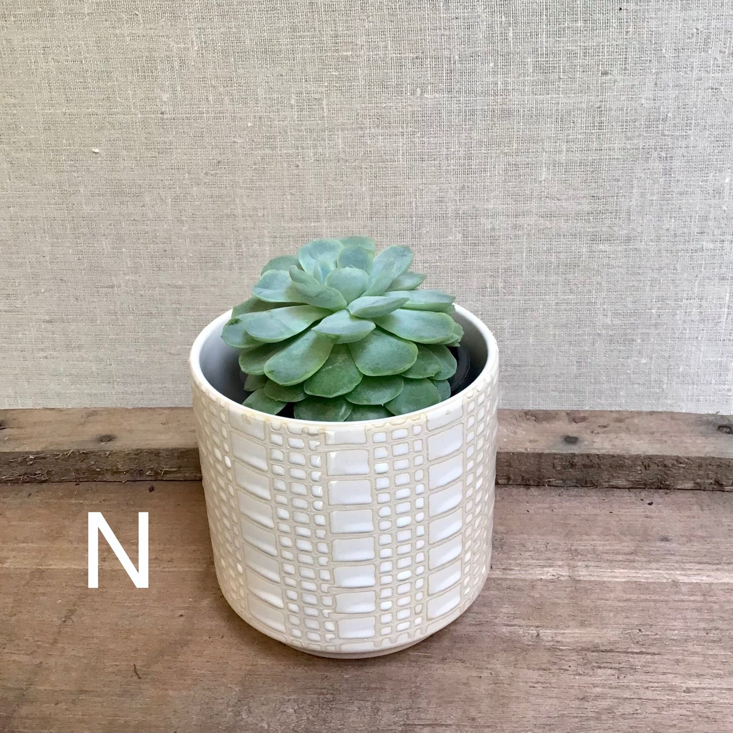 Assorted Succulents - 3.5” Pot