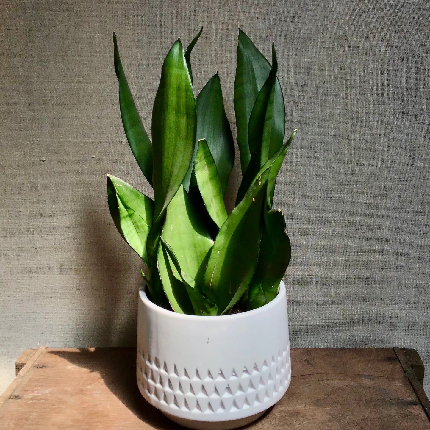 Snake Plant (Sanseveria) - 6"
