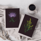 Card / Black Knapweed