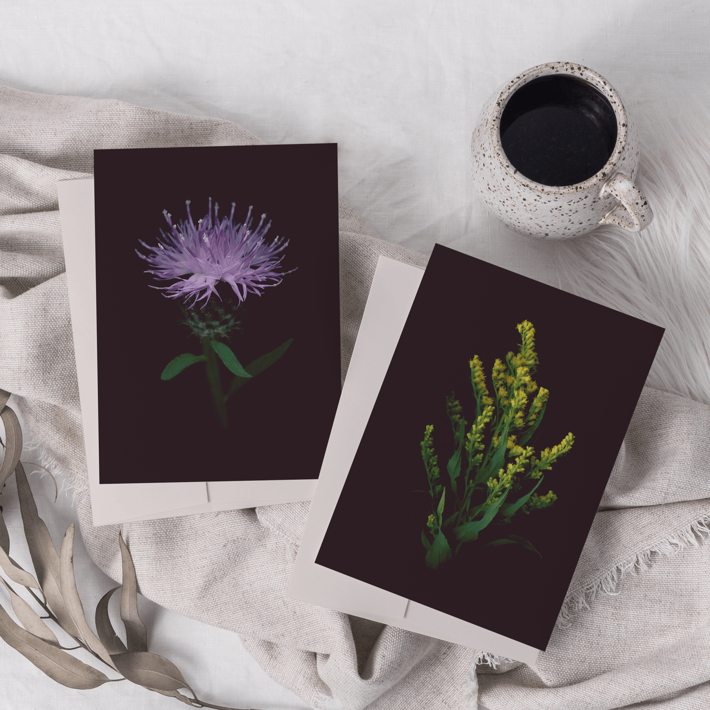 Card / Black Knapweed