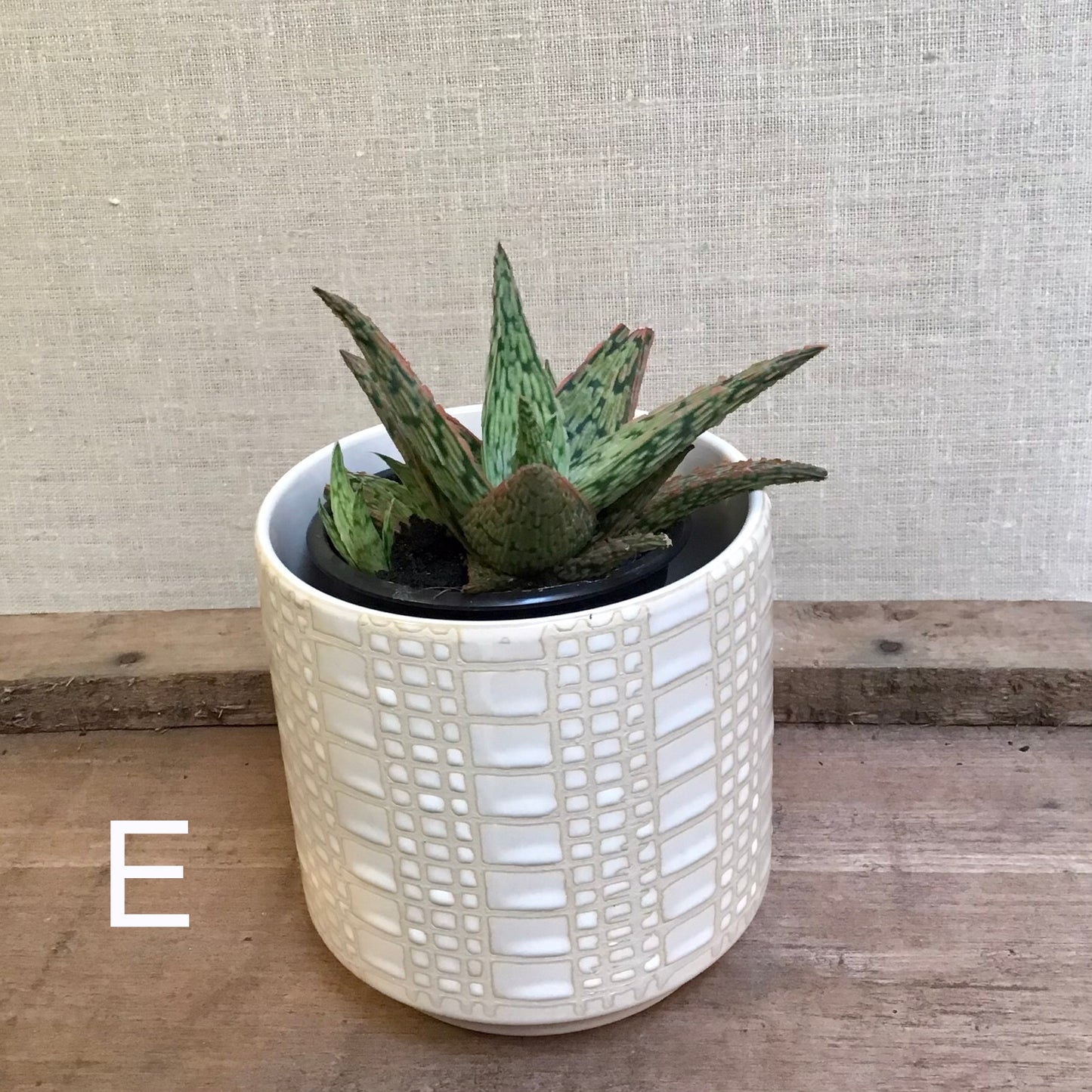 Assorted Succulents - 3.5” Pot