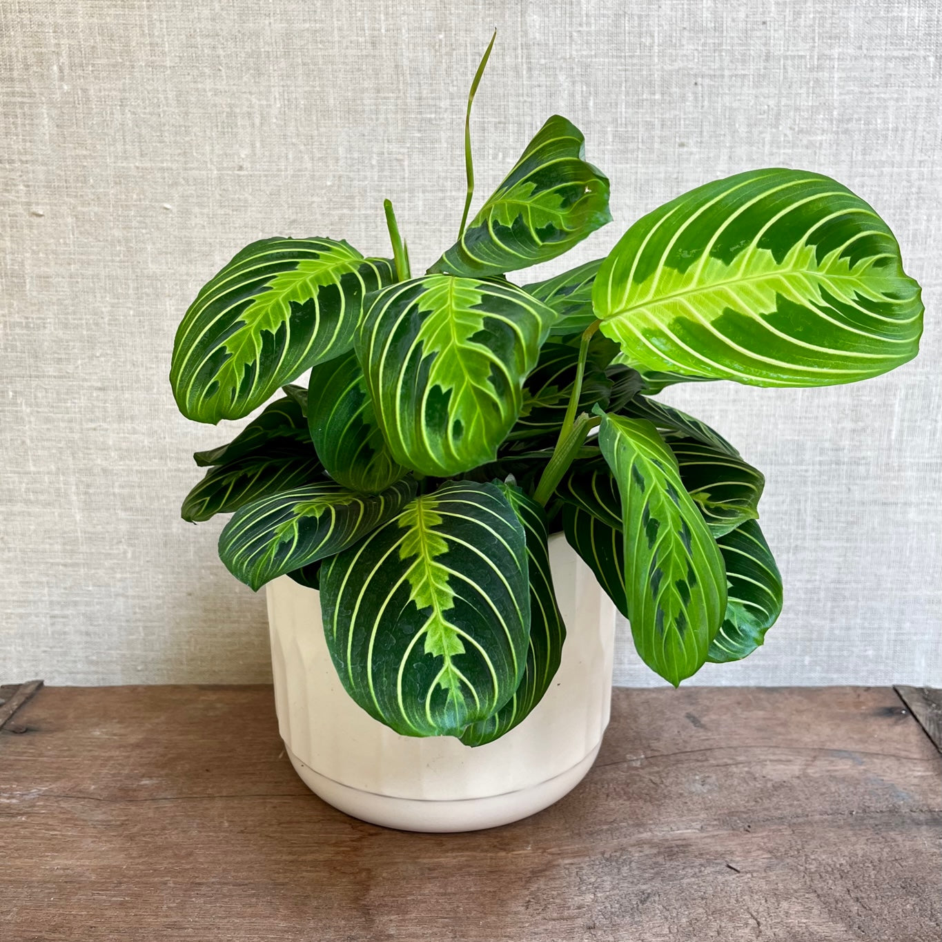 Prayer Plant - neon