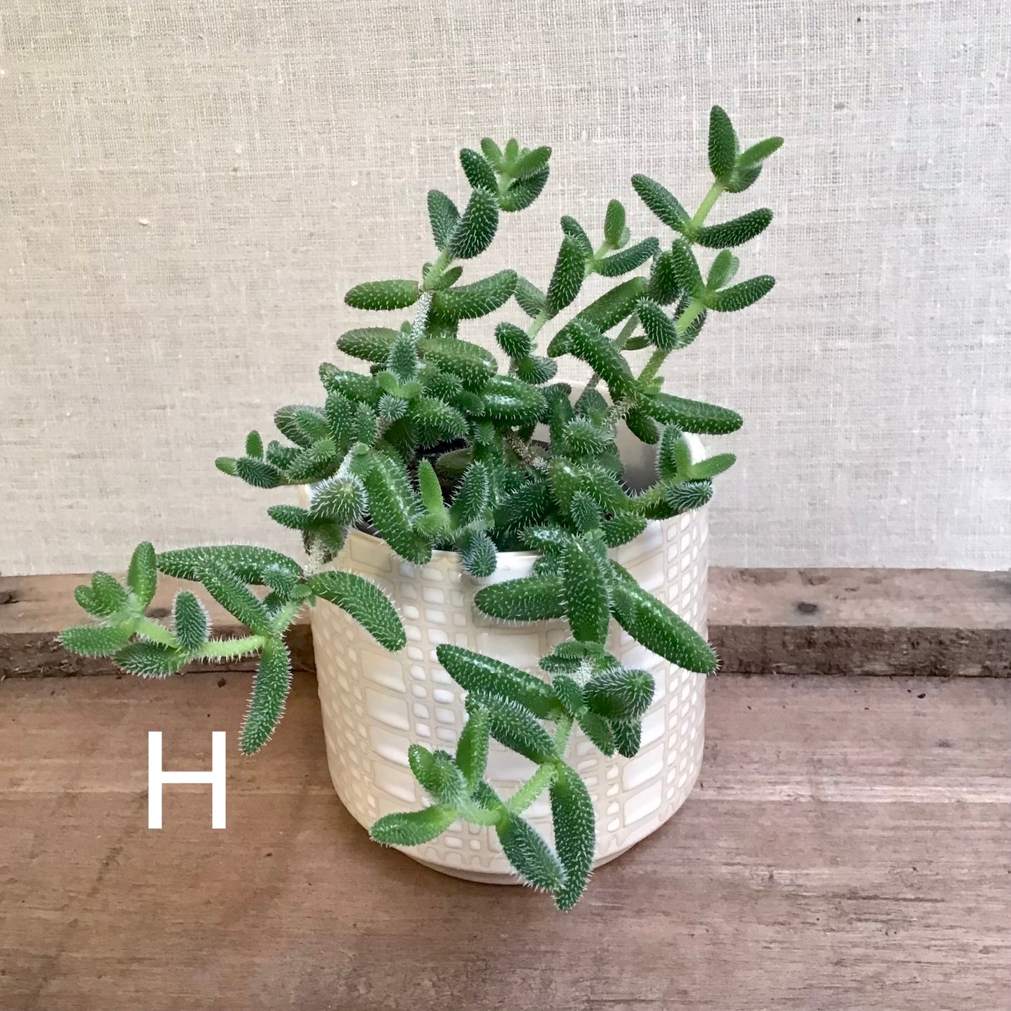 Assorted Succulents - 3.5” Pot
