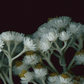 Card / Pearly Everlasting