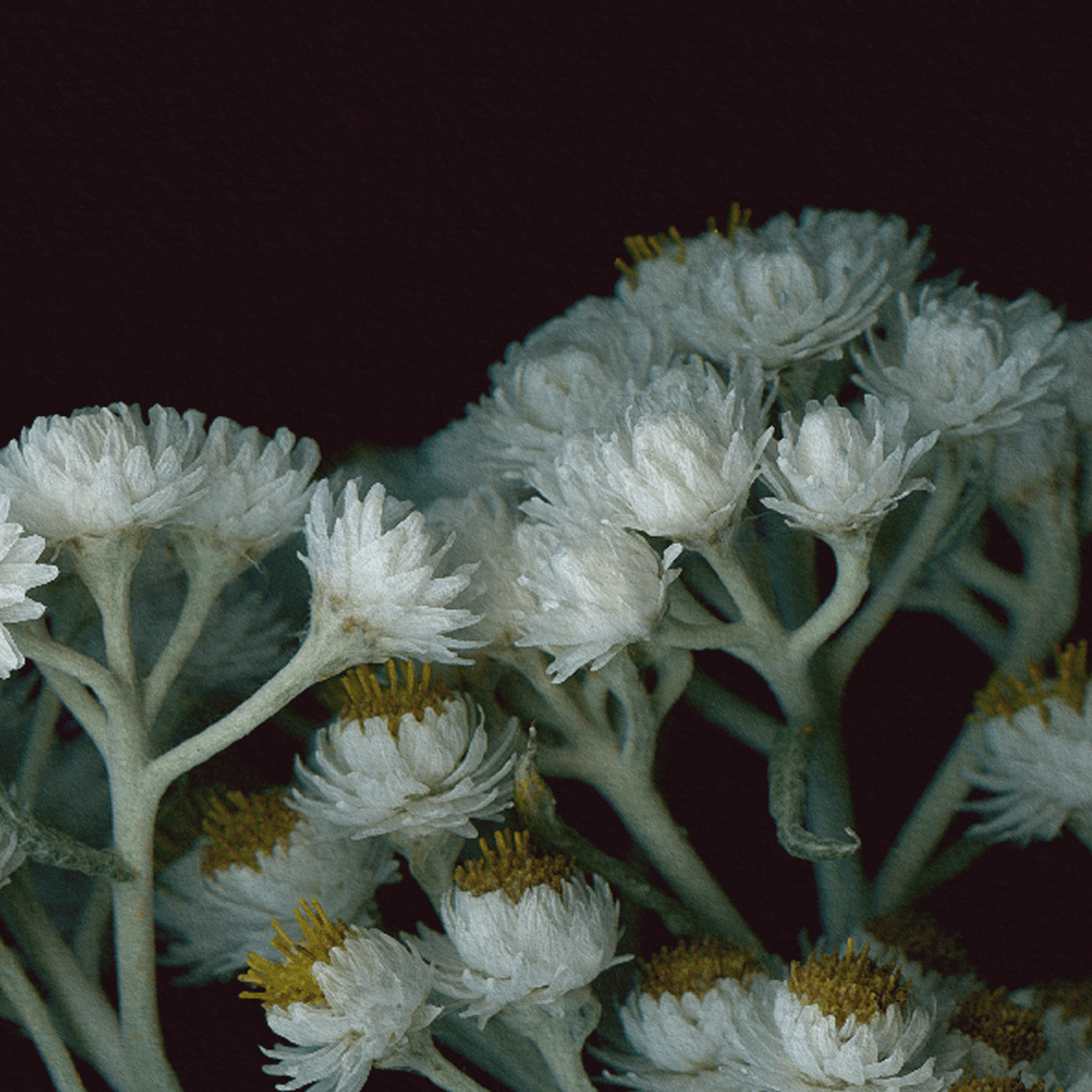Card / Pearly Everlasting
