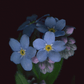 Card / Woodland Forget-me-not