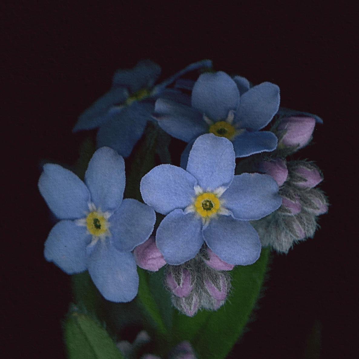 Card / Woodland Forget-me-not