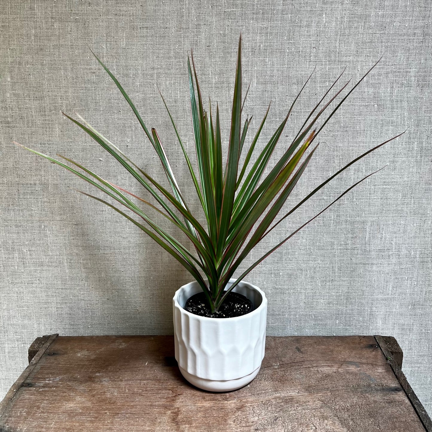 Dracaena - Marginata