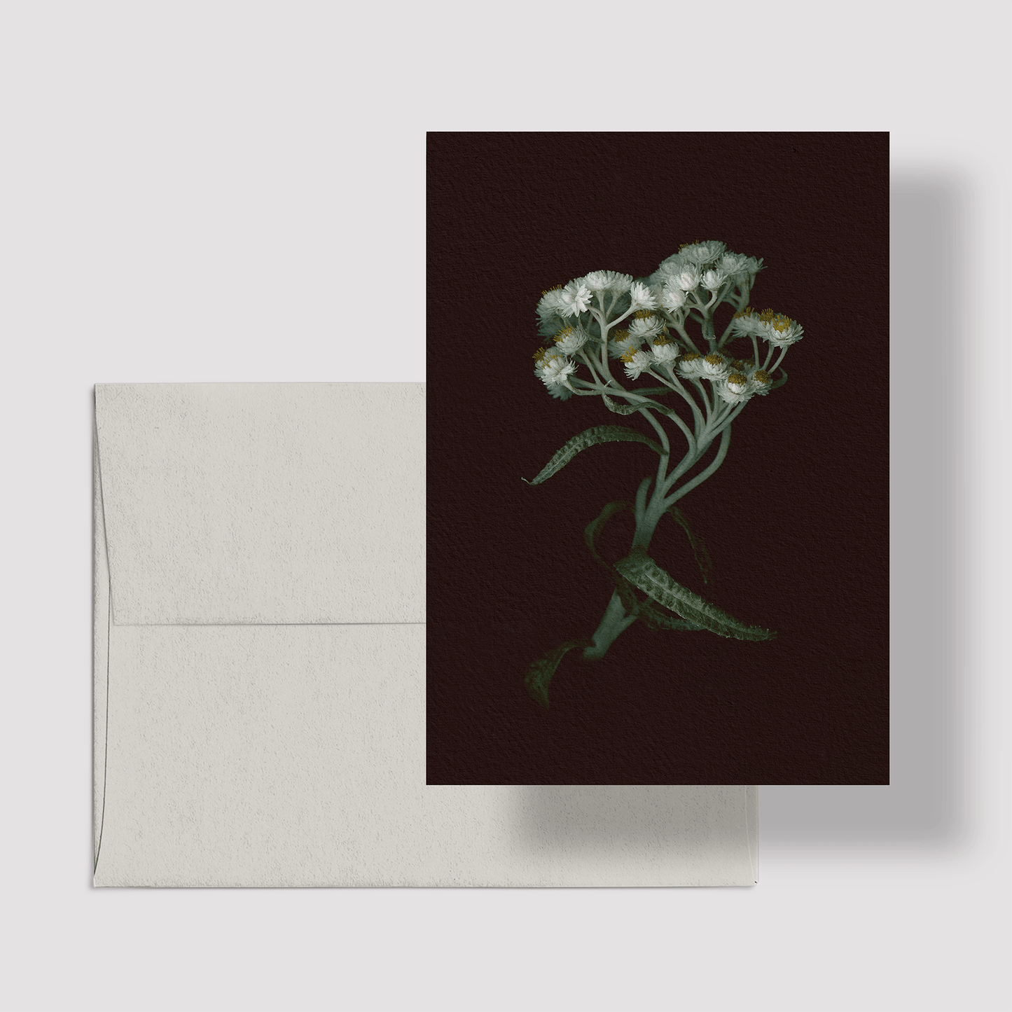 Card / Pearly Everlasting