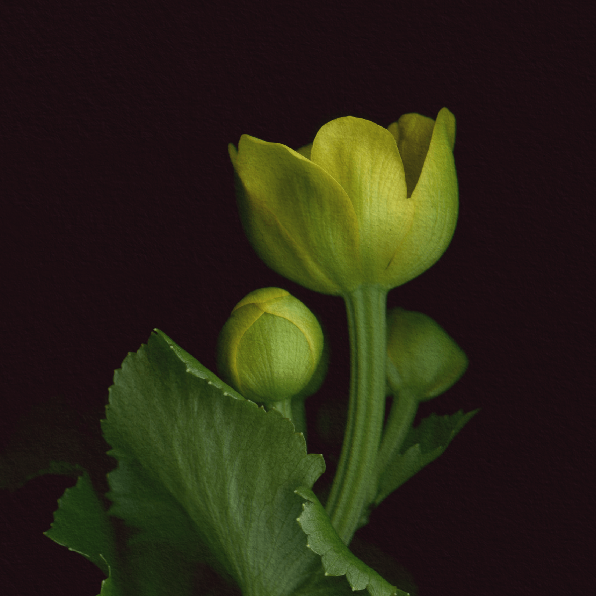 Card / Marsh Marigold