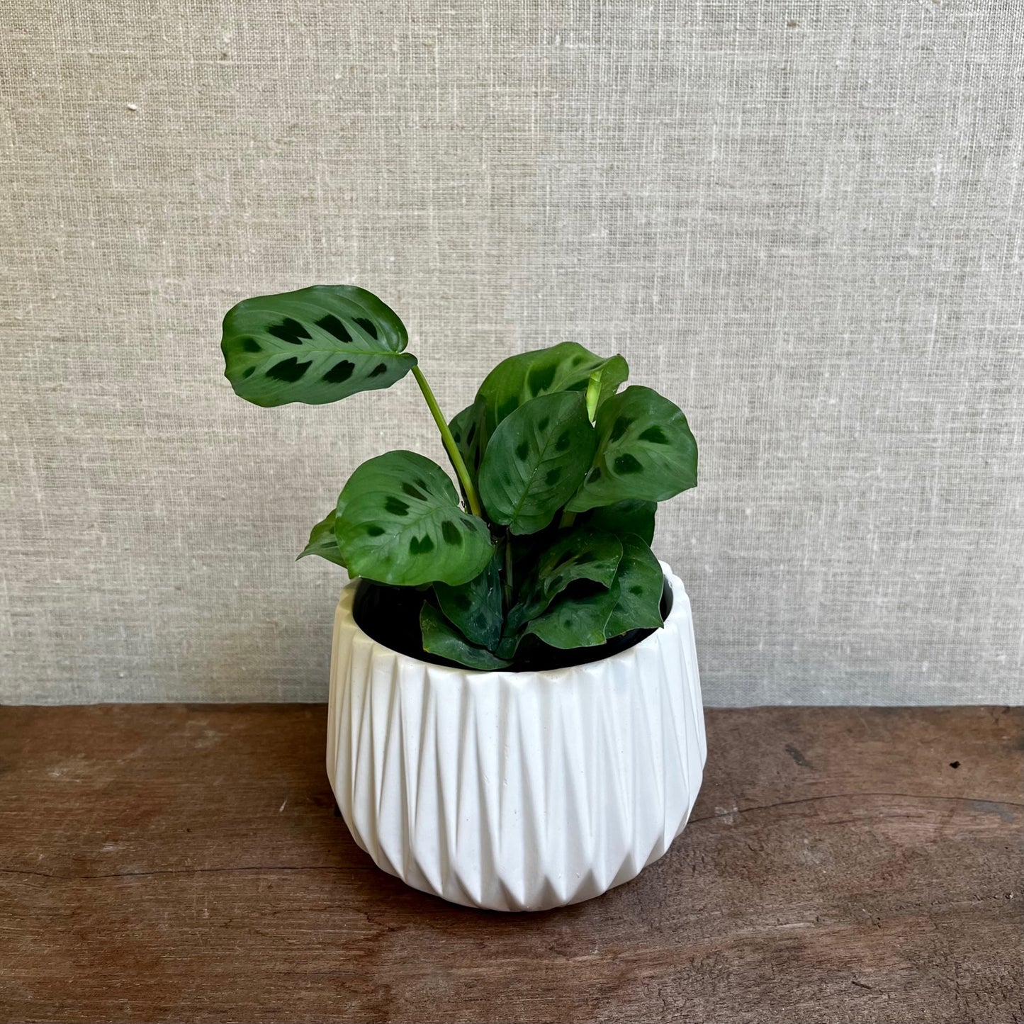 Prayer Plant - Spots