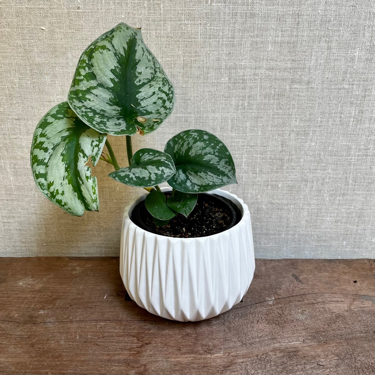 Silver Cloud Philodendron