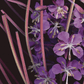 Card / Fireweed
