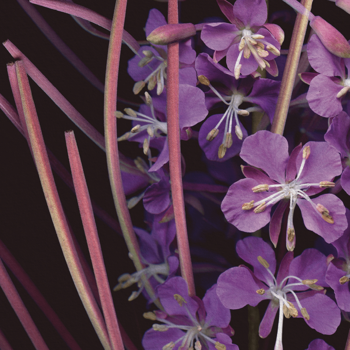 Card / Fireweed