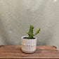 Euphorbia Trigona- 3.5"