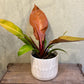 Philodendron Red Sun- 6”