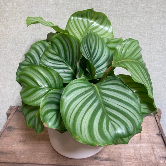 Calathea - Orbifolia 6"